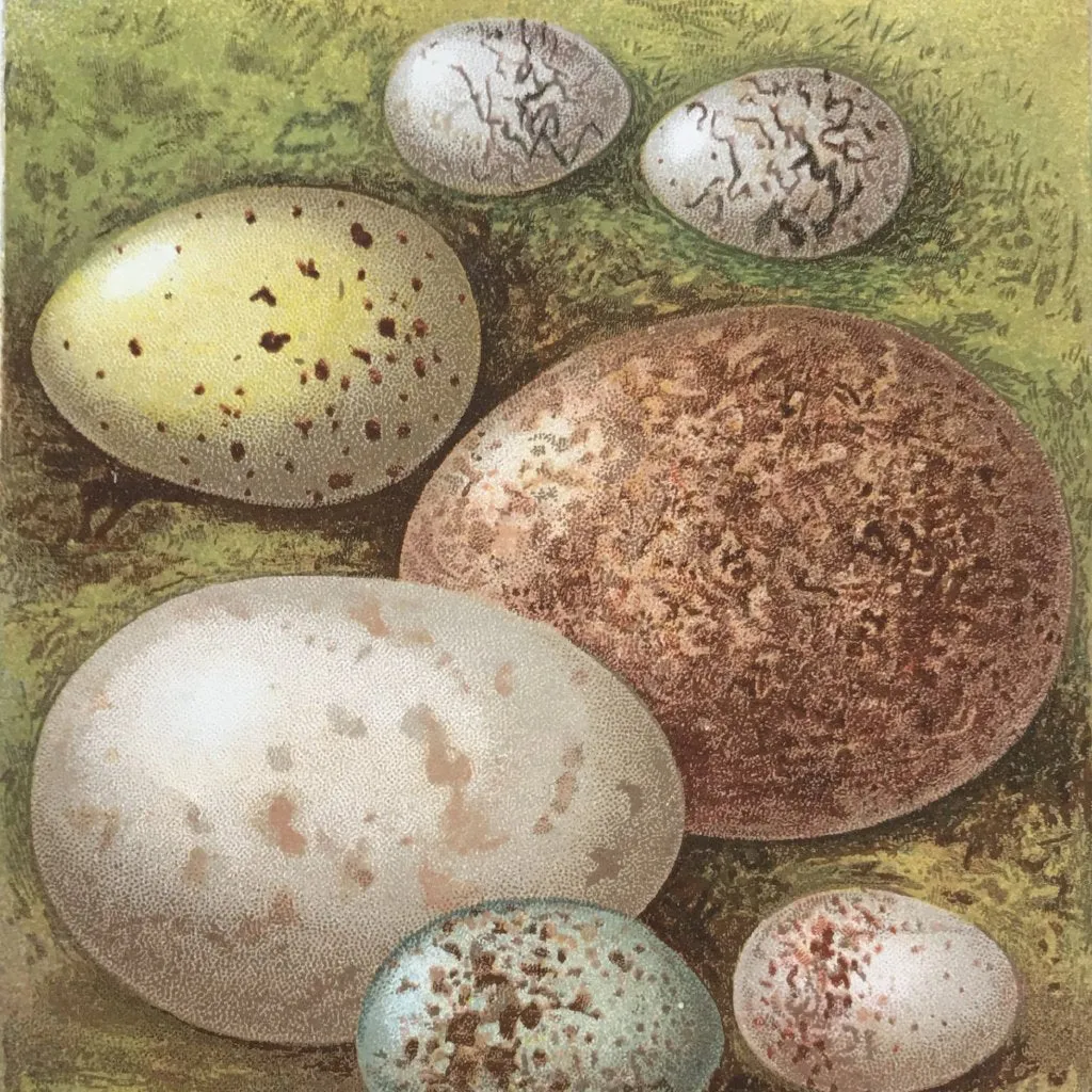 Eggs